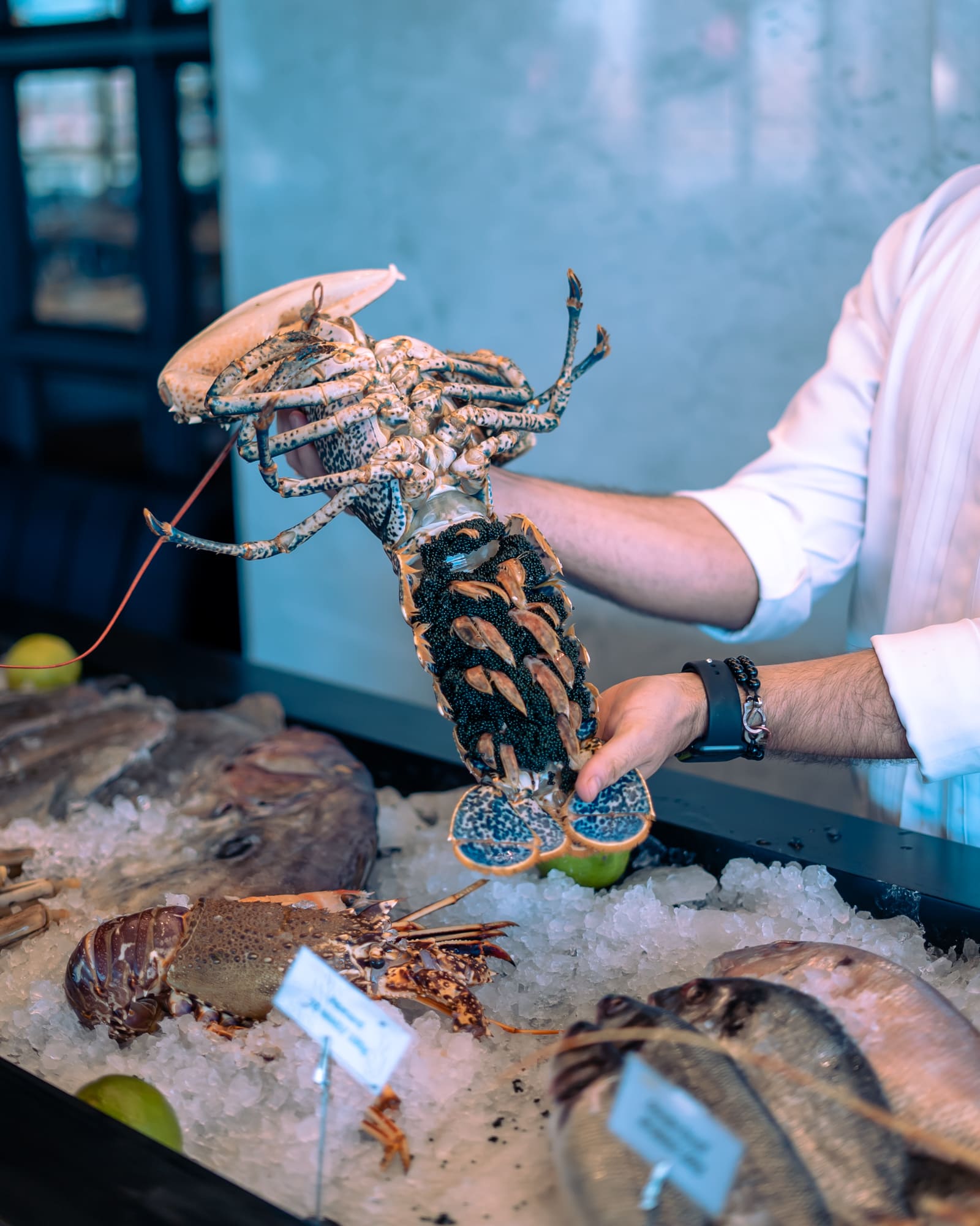 fish display Marassi seafood